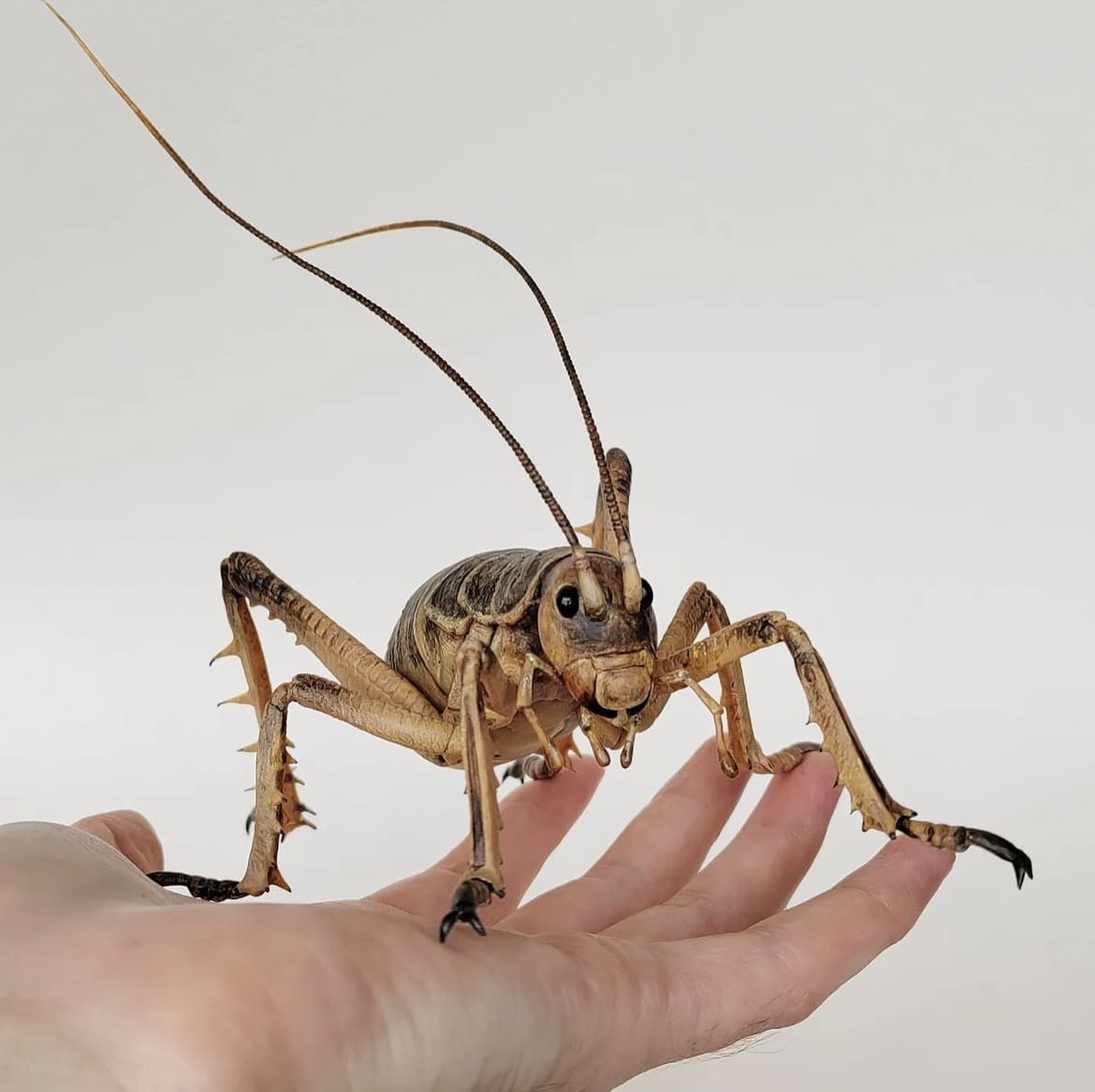 The Giant Weta